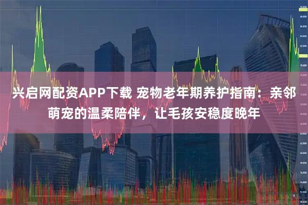 兴启网配资APP下载 宠物老年期养护指南：亲邻萌宠的温柔陪伴，让毛孩安稳度晚年